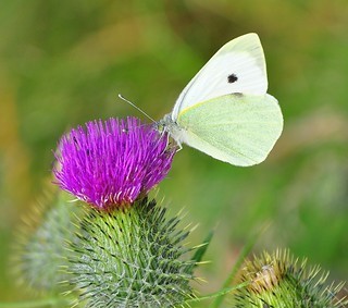 Butterfly on thistle, photo by Graham Niven