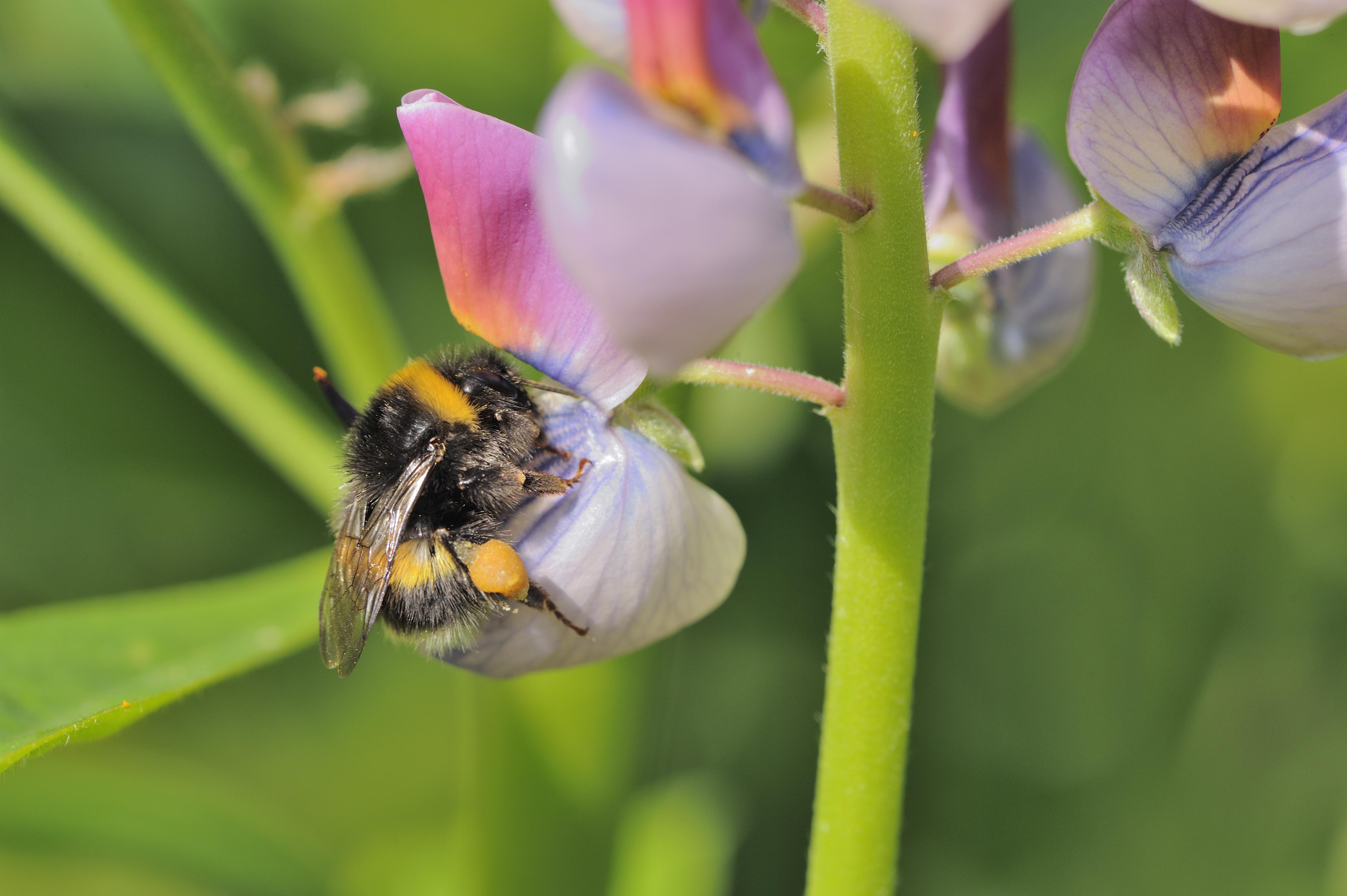 A bumblebee gathering pollen and drinking nectar from a common vetch (Vicia sativa). 