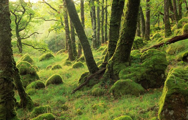 Mossy oakwood at Ariundle NNR, Ardnamurchan, West Highland Area. 
