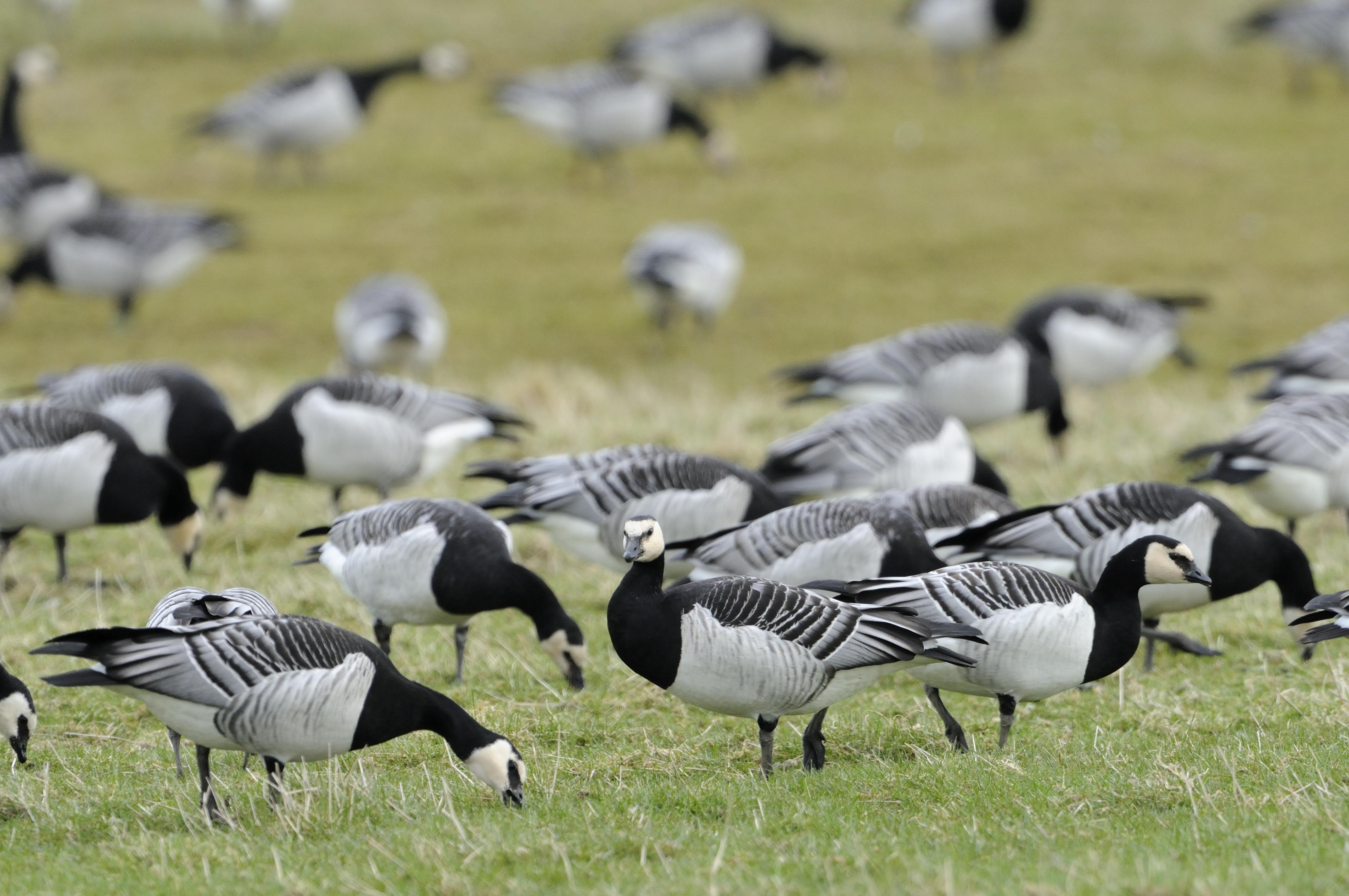 Barnacle geese ©Lorne Gill/NatureScot