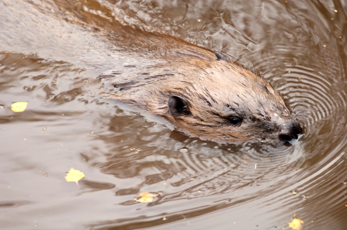 Beaver swimming. Credit Lorne Gill-NatureScot