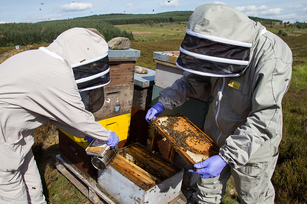 Stock image - Bee inspectors assessing health of bees. Crown copyright. Photographer - Sarah Wood.