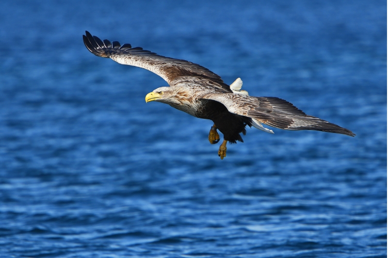 White tailed sea eagle in flight - Isle of Mull (pic by Connah from Canva)