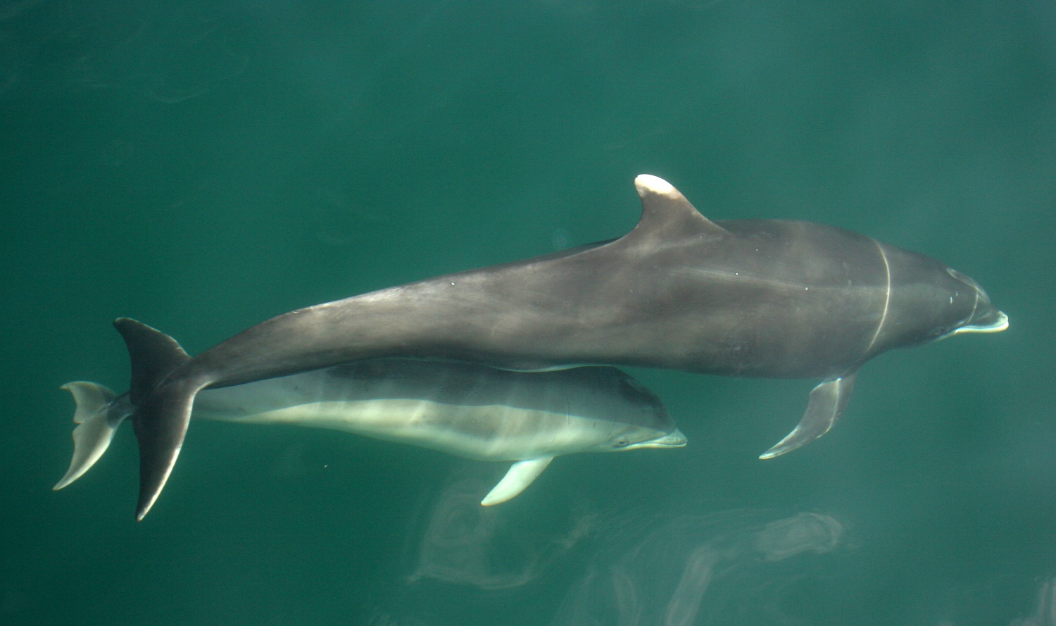 Bottlenose dolphin©Giovanna Pesante_Sea Watch Foundation