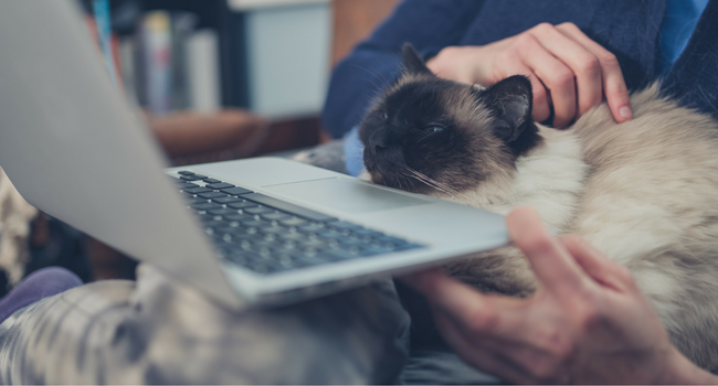 Person sitting with laptop and cat