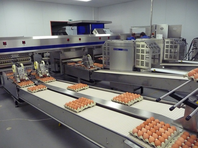 egg production at Aberdeen & Northern Eggs