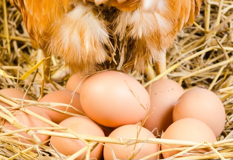 Hen Laying Eggs on Nest - by ckstockphoto