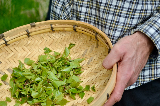 Hand holding a basket of foraged leaves