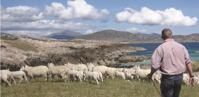 Crofter with flock of sheep. Credit:Crofting Commission