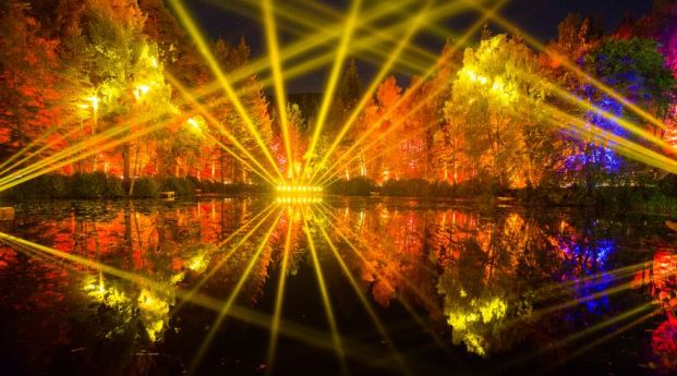 Lights shining in forest
