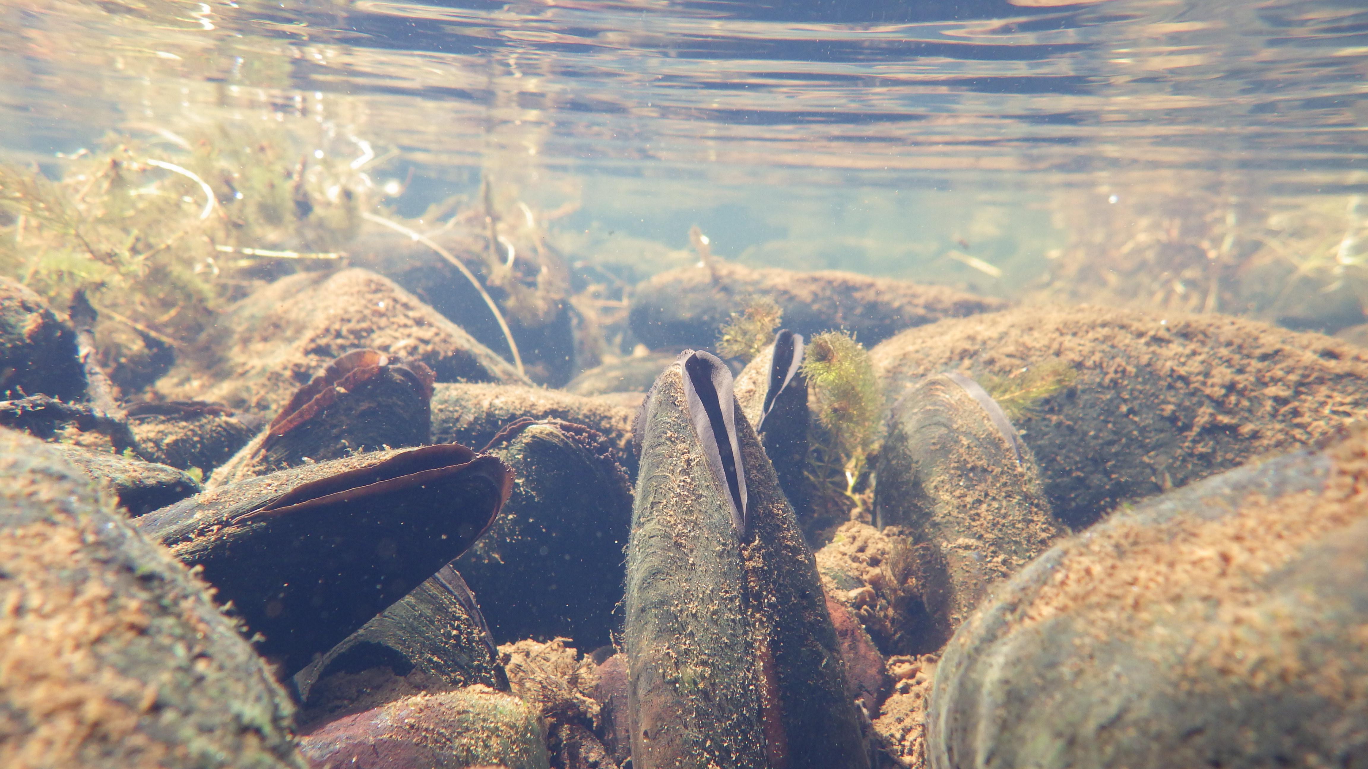 Freshwater pearl mussels. Image credit Iain Sime/NatureScot.