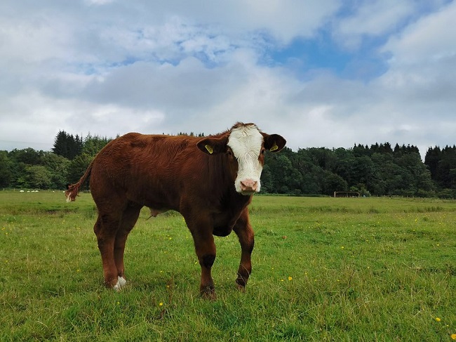 Brown cow with white face standing in field with trees in background