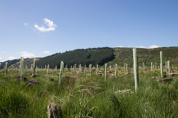 Forestry photo by ScotGov Rural
