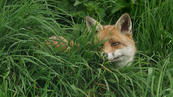 Fox - Photo by Peter Trimming on Flickr