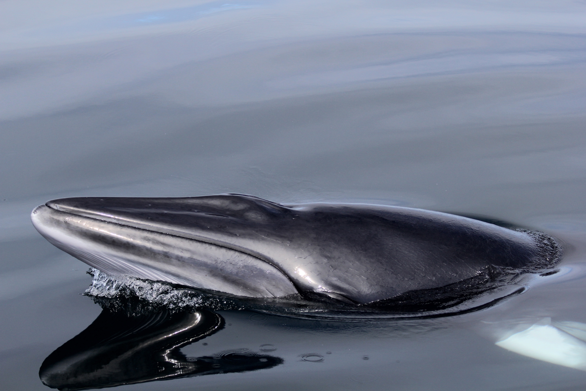 Minke whale © HWDT 