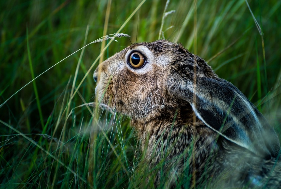 Close up of a hare in long grass