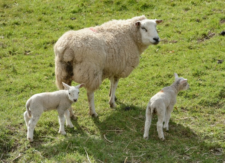Ewe and two lambs in field