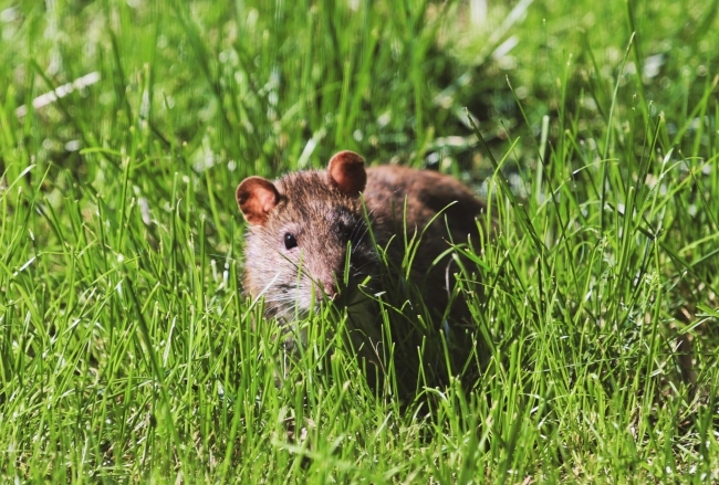 Rodent in grass