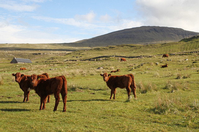 calves in field