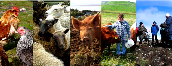Collage of crofting images