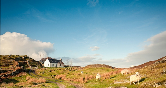 Croft house with sheep in foreground