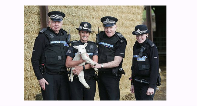 police officers holding a lamb