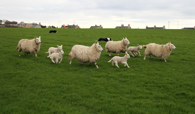 sheep and lambs in field