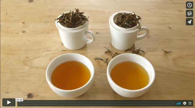 Cups of tea and tea leaves - screenshot from Tea Gardens of Scotland video