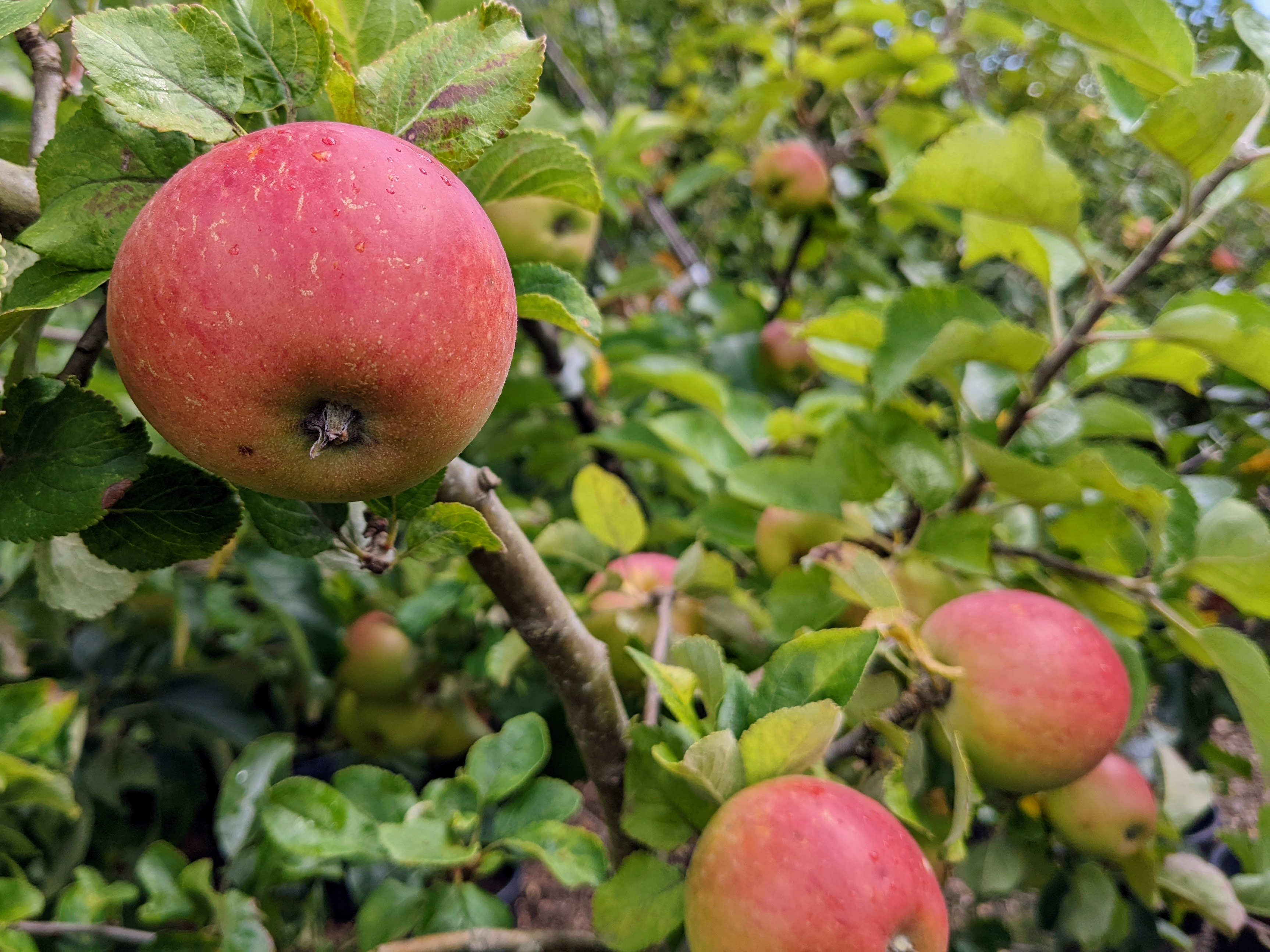 Close up of apples tree in orchard