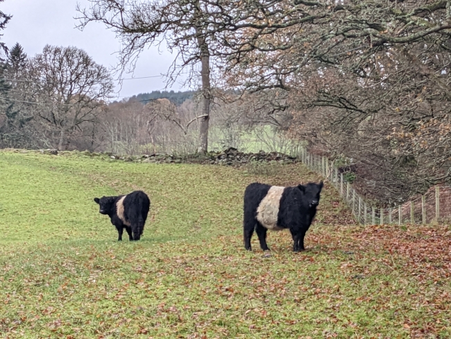 Belted Galloway cows in field