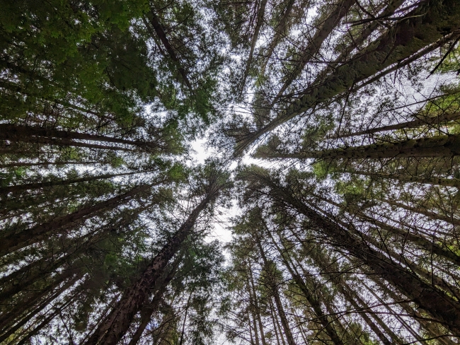 View from the ground to tree canopy