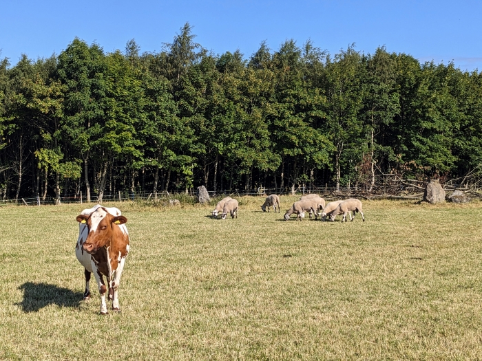 Livestock in a field on a sunny day