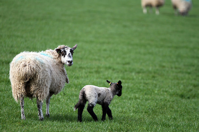 Sheep and lamb in field