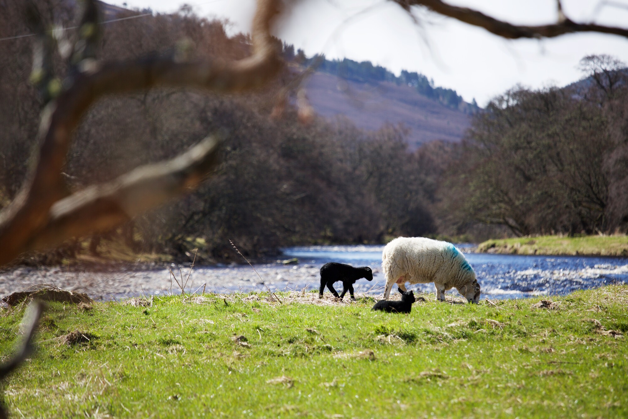 Ewe with lambs in field by river on a sunny day