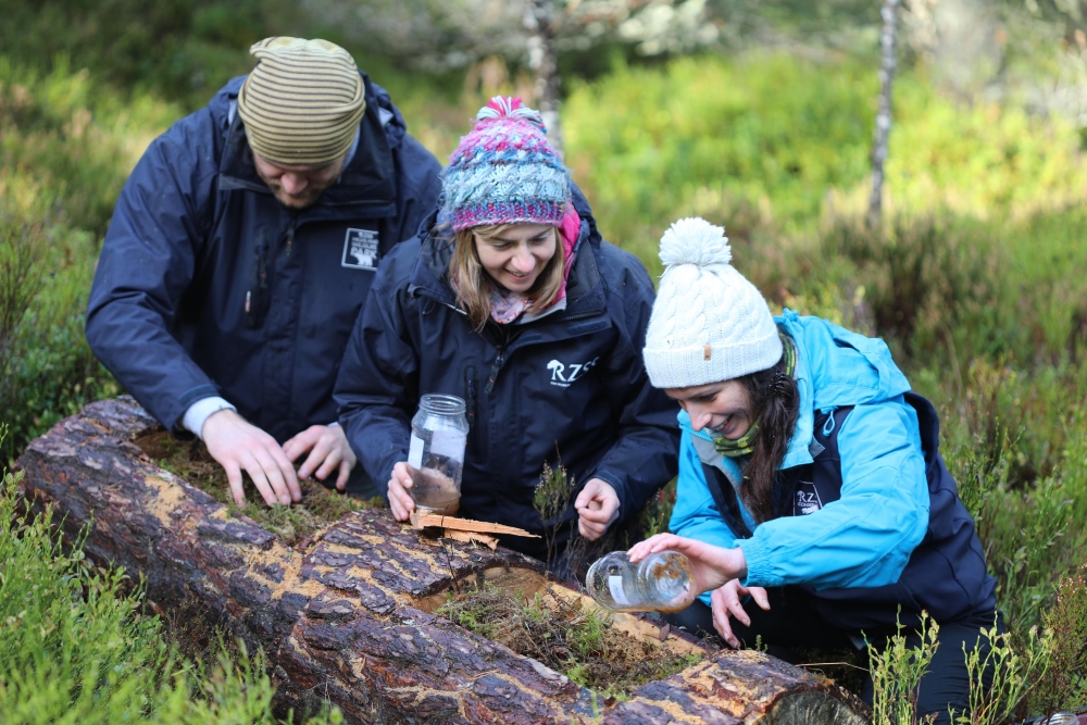 Carl Allott, Dr Helen Taylor, and Kasia Ruta from RZSS release pine hoverfly larvae into specially created habitat