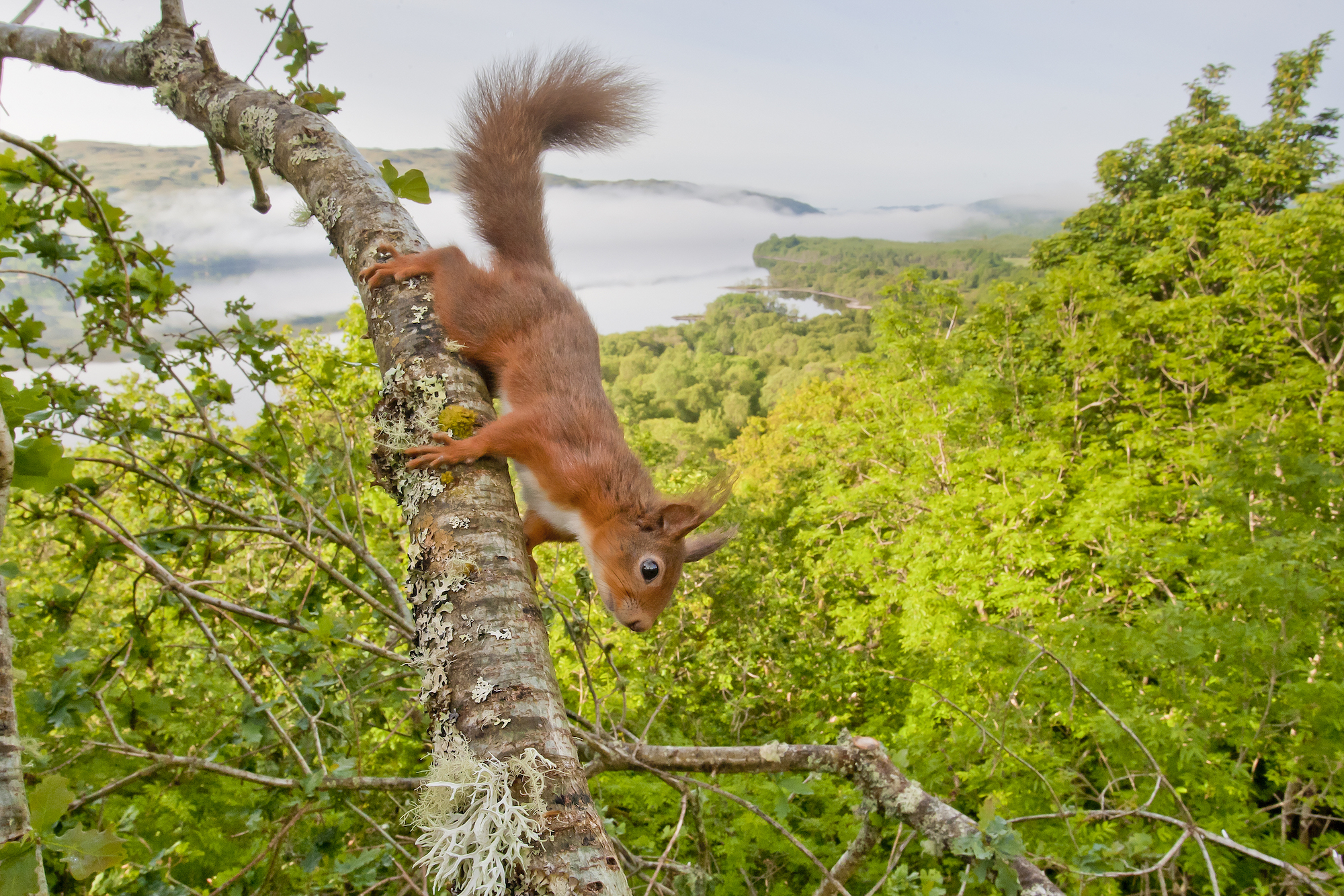 A red squirrel surrounded by greenery