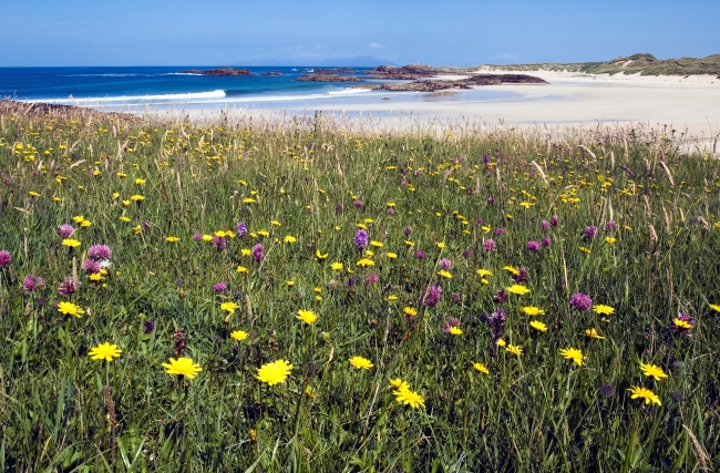 Machair at Gallanach on the Isle of Coll. Credit NatureScot-Lorne Gill