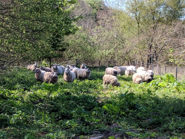 Sheep with hogweed 