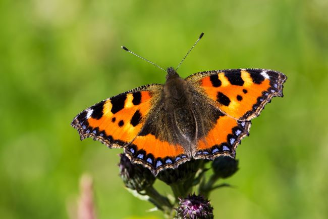 Small tortoiseshell butterfly on plant stem in the sunshine