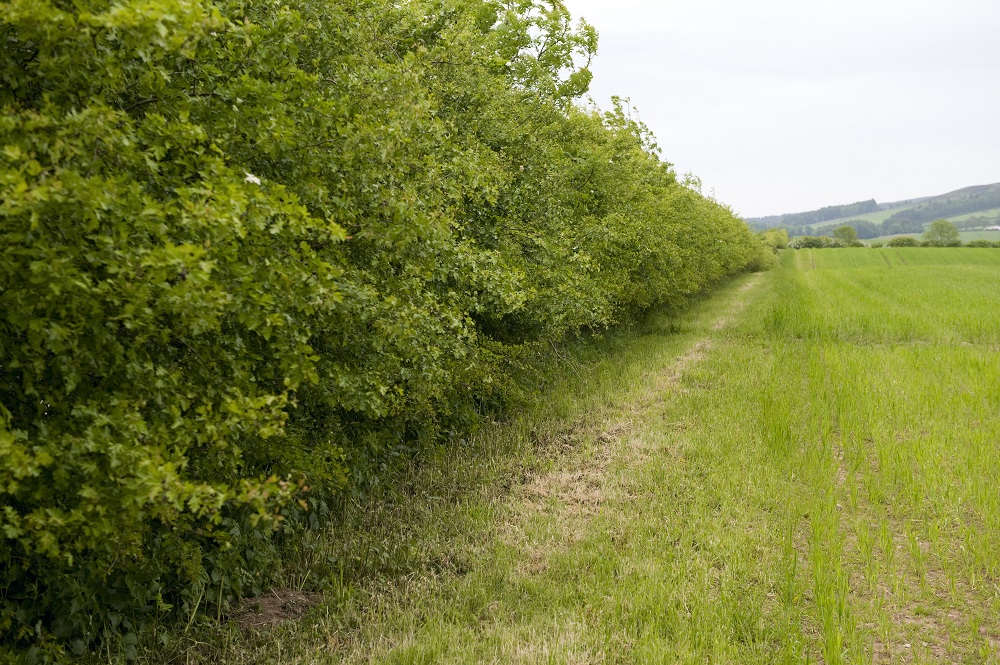Hawthorn hedge running alongside grassy field
