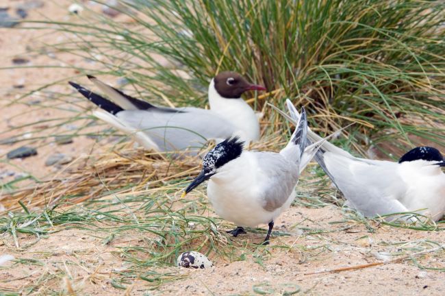 Sandwich terns and black-headed gulls at Forvie NNR