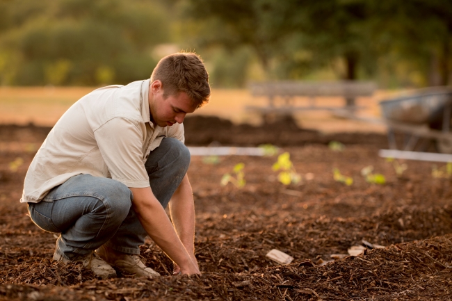 Young man planting pumpkins