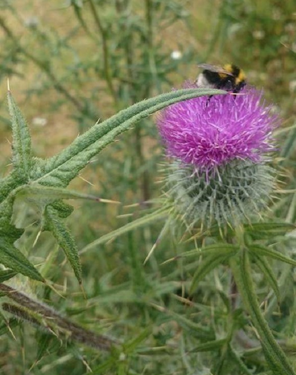 Bee landing of thistle flower