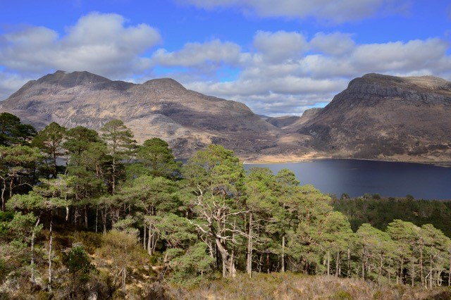 Scots pines at Beinn Eighe National Nature Reserve ©Lorne Gill SNH 