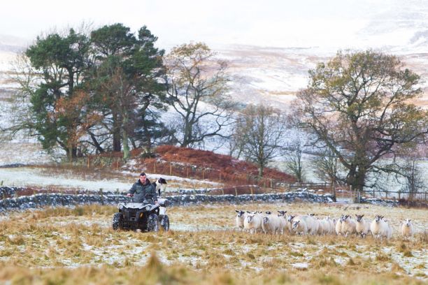 Kevin Cuthbertson and his dog Linn with some of the sheep on land secured by the initiative 