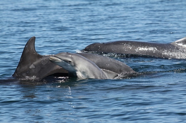 Bottlenose dolphin mother & calf in Firth of Forth