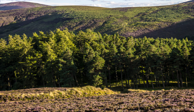 Forest in Cairngorm National Park