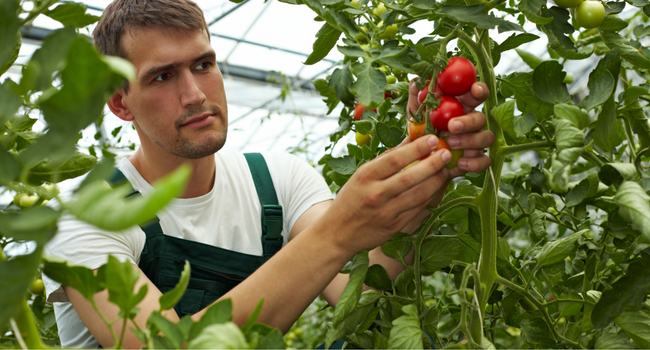 Young farmer looking at tomatoes