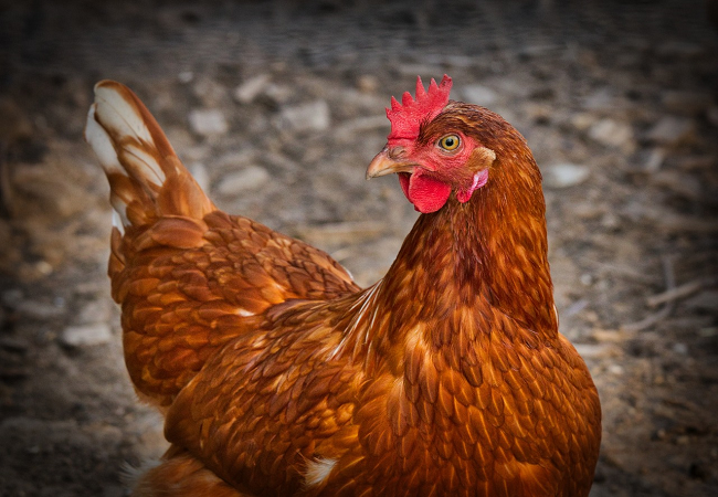 brown hen. Photo credit : Pixabay