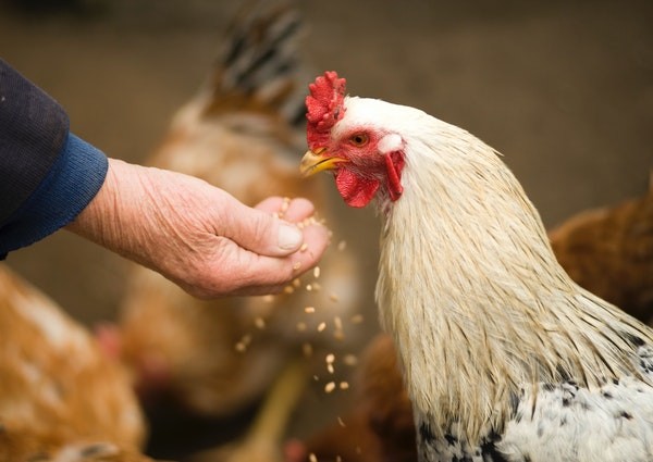 Person feeding a chicken
